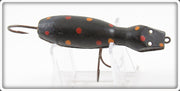 Barr Royer's Black With Spots Mud Puppy Salamander