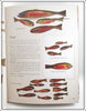 Duluth Fish Decoys By David Perkins Identification Book