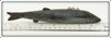 Chautauqua Lake New York Ice Spearing Decoy