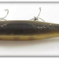 Creek Chub Perch Uncatalogued Glass Eye Giant Injured Minnow