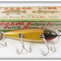 Vintage Creek Chub Golden Shiner Husky Injured Minnow Lure In Box 3504