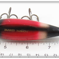 Creek Chub Redwing Blackbird Injured Minnow 1524