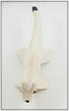 Carl Christiansen Ermine Decoy In Box
