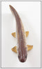 Carl Christiansen Cutthroat Trout Decoy In Box