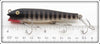 Creek Chub Black Scale Darter 2033