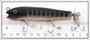 Creek Chub Black Scale Spinnered Darter 2033S