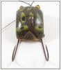 Creek Chug Frog Spot Weed Bug 2819