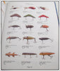 ** USA ONLY ** Karl White Fishing Tackle Antiques & Collectibles Book Set Of Three