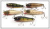 Creek Chub Concave Belly Midget Darter Lot Of Five