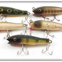 Creek Chub Concave Belly Midget Darter Lot Of Five