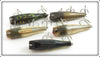 Creek Chub Concave Belly Midget Darter Lot Of Five