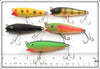 Creek Chub Midget Darter Lot Of Five