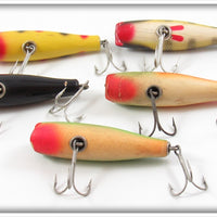 Creek Chub Midget Darter Lot Of Five