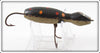 Barr Royer's Black With Spots Mud Puppy Salamander