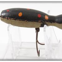 Barr Royer's Black With Spots Mud Puppy Salamander