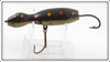 Barr Royer's Black With Spots Mud Puppy Salamander