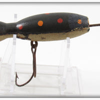 Barr Royer's Black With Spots Mud Puppy Salamander