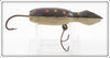 Barr Royer's Black With Spots Mud Puppy Salamander