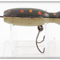 Barr Royer's Black With Spots Mud Puppy Salamander