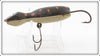 Barr Royer's Black With Spots Mud Puppy Salamander