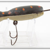 Barr Royer's Black With Spots Mud Puppy Salamander