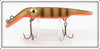 Legend Lures Gold & Brown Scale 5 1/2" Tike