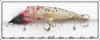 Buckeye Bait Corp White Coach Dog Trout Size Bug N Bass