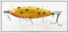 Creek Chub Yellow Spotted Baby Injured Minnow In Box 1614