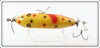 Creek Chub Yellow Spotted Baby Injured Minnow In Box 1614
