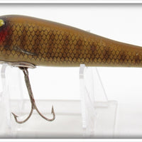 Paw Paw Gold Scale Old Chub Sucker