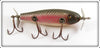 Creek Chub Redside Injured Minnow In Box 1505