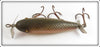 Creek Chub Redside Injured Minnow In Box 1505