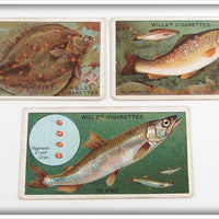 Vintage Plaice, Brown Trout & Smelt Wills's Cigarette Card Lot