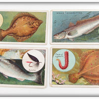Flounder, Hake, Sea Trout, & Dab Wills's Cigarette Card Lot