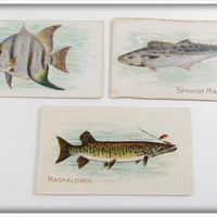 Spade, Spanish Mackerel, & Maskalonge Caporal Cigarette Card Lot