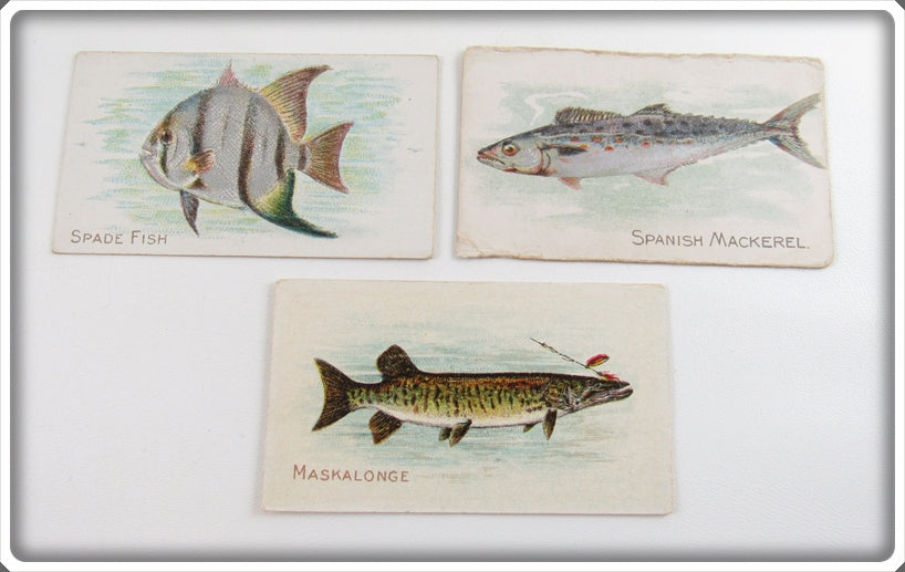 Spade, Spanish Mackerel, & Maskalonge Caporal Cigarette Card Lot