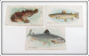 Toadfish, Brown Trout & Salmon Caporal Cigarette Card Lot