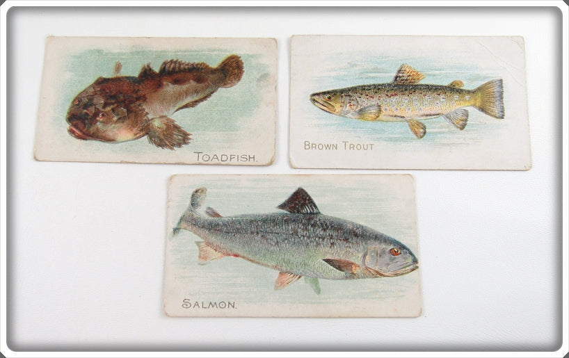 Toadfish, Brown Trout & Salmon Caporal Cigarette Card Lot