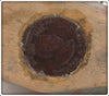 Contemporary Folk Art Five Hook Duck Lure