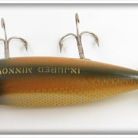 Creek Chub Golden Shiner Injured Minnow 1504