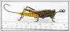 Macatawa Lures And Decoys Grasshopper In Box