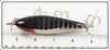 Creek Chub Black Scale Injured Minnow