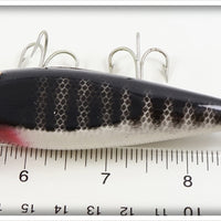 Creek Chub Black Scale Injured Minnow