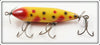 Creek Chub Yellow Spotted Red Ribs Injured Minnow 1514