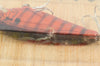 Bagley Copper Foil Shad CFS Small Fry Deep Diver On Card