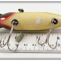 Creek Chub Golden Shiner Fintail Shiner 2104 ~