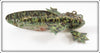 Lucky Grossman Tadpole Becoming A Frog Decoy