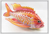 Harley Ragan Beautiful Tropical Fish Decoy