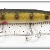 Creek Chub Perch Giant Pikie In Box 6001