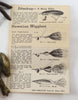 Arbogast Hawaiian Wiggler No. 2 In Picture Box